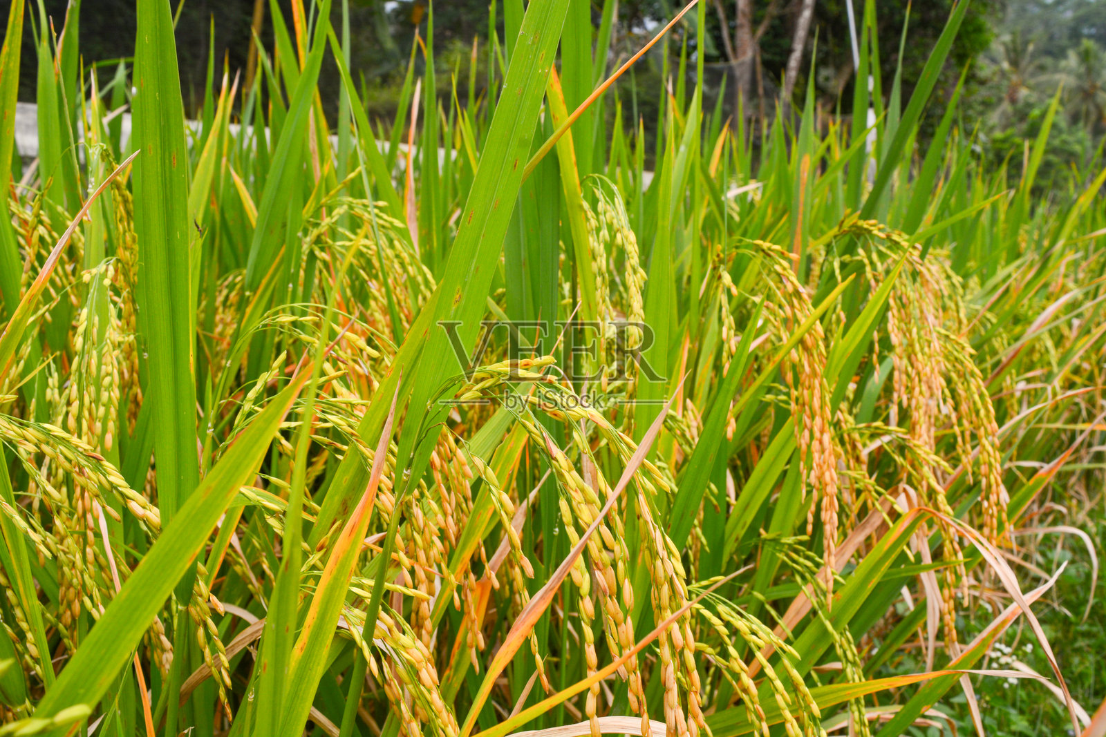 稻田中一群水稻（Oryza sativa）的特写，印尼。没有人。照片摄影图片