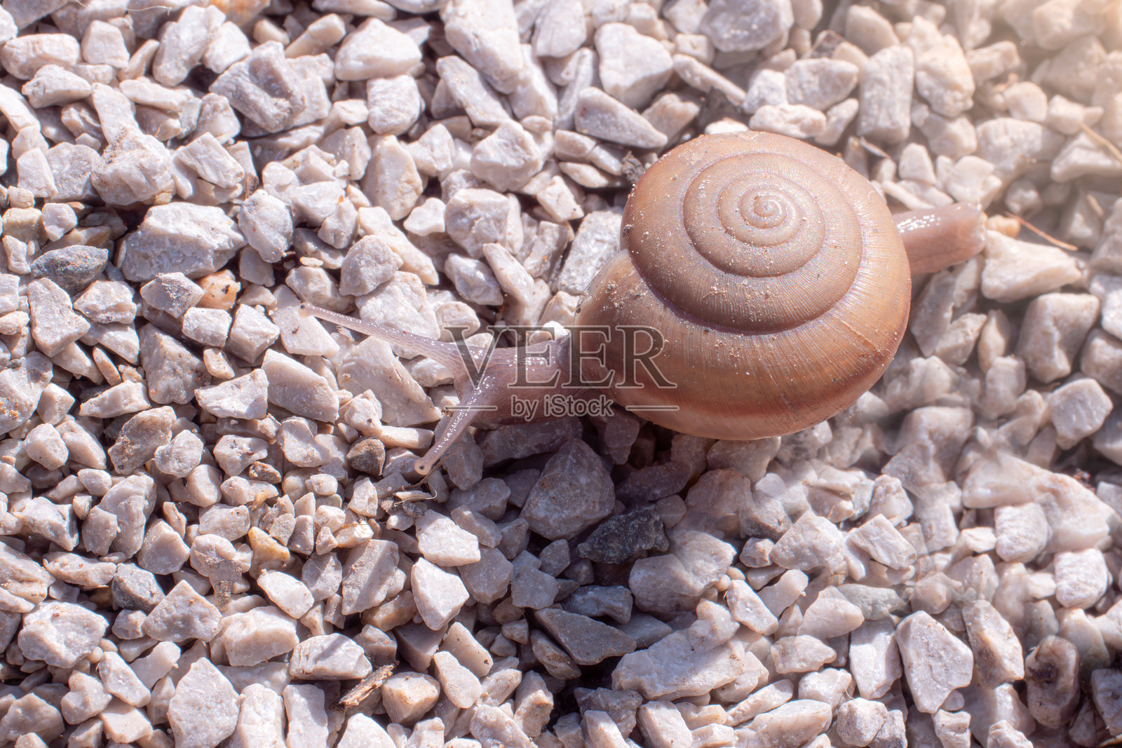 蜗牛在碎石和岩石上爬行或行走。硬壳害虫吃年轻树芽。早晨自然中的动物生活。蜗牛在碎石和岩石上爬行。照片摄影图片