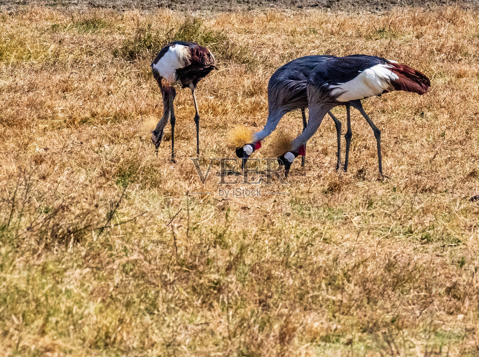 在恩戈罗恩戈罗火山口的灰冠鹤照片摄影图片
