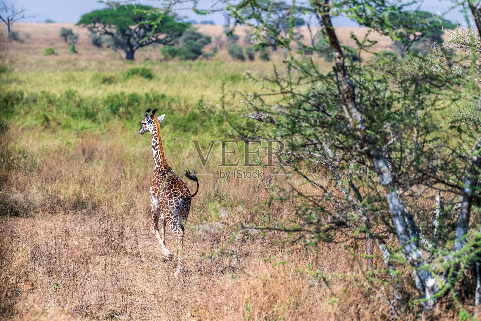 塞伦盖蒂的马赛长颈鹿照片摄影图片