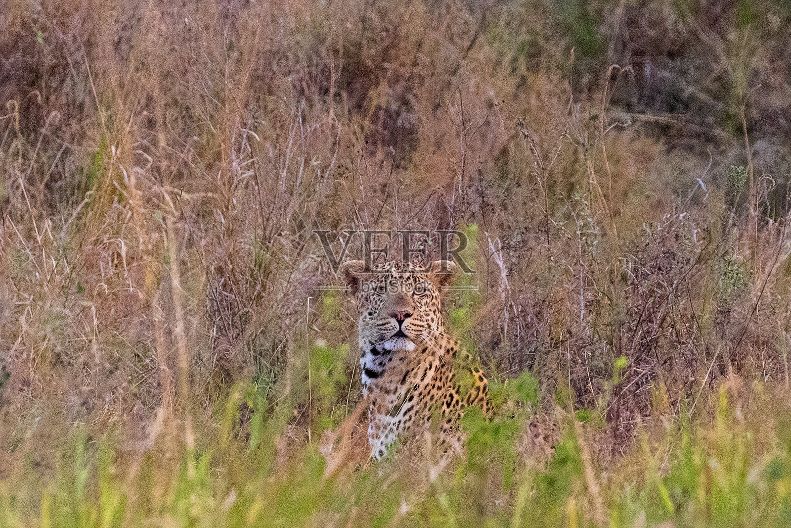 塞伦盖蒂的豹子目击照片摄影图片