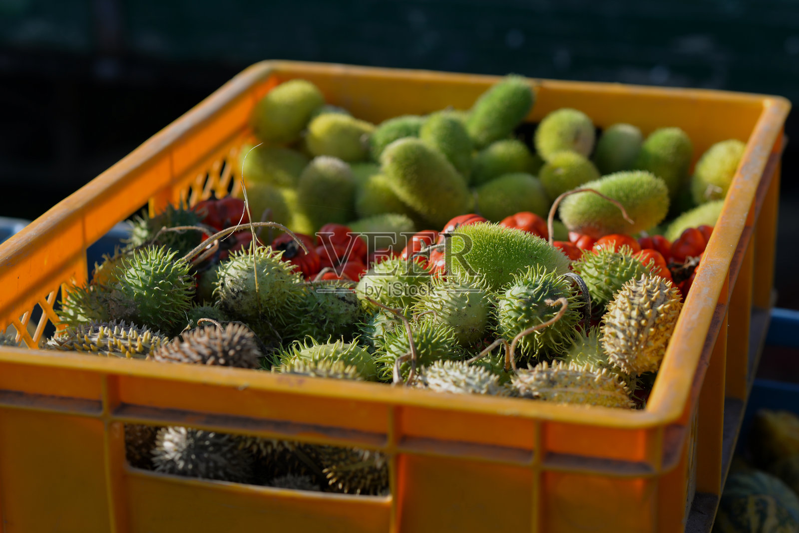 维也纳阿姆希默尔的南瓜集市，南瓜节。一个摆满南瓜（南瓜属）的摊位。照片摄影图片