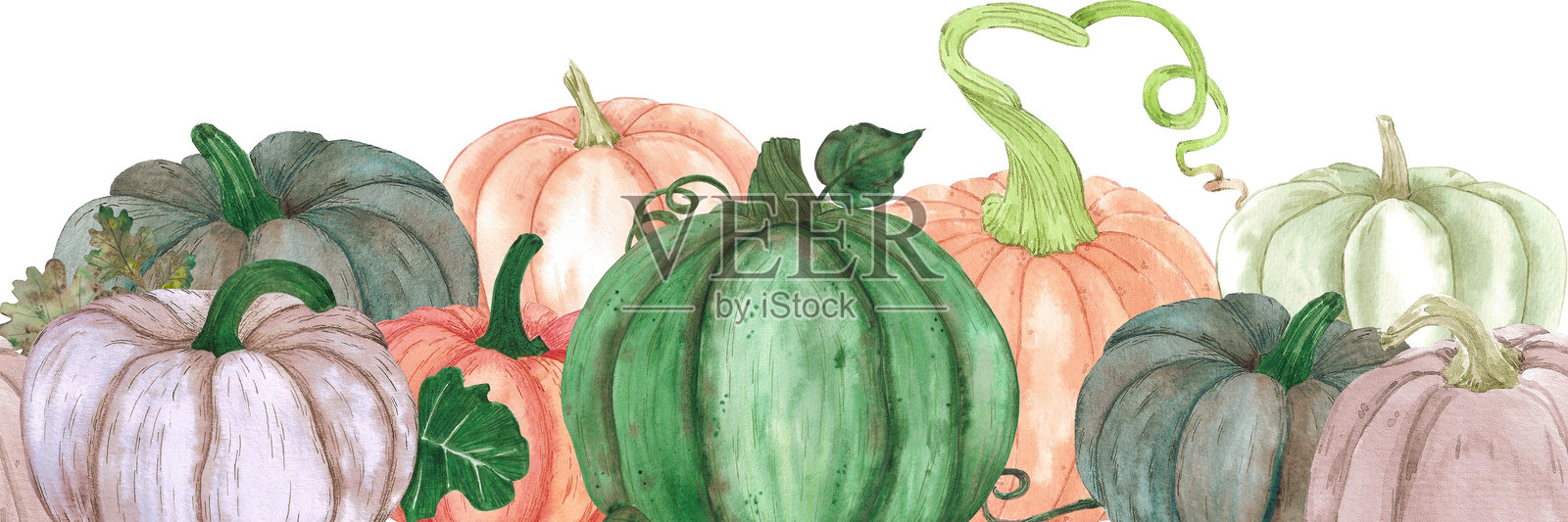 手绘水彩秋季南瓜无缝边框，独立于白色背景。乡村插图，可用于纺织品、标签、剪贴簿及其他印刷产品。照片摄影图片