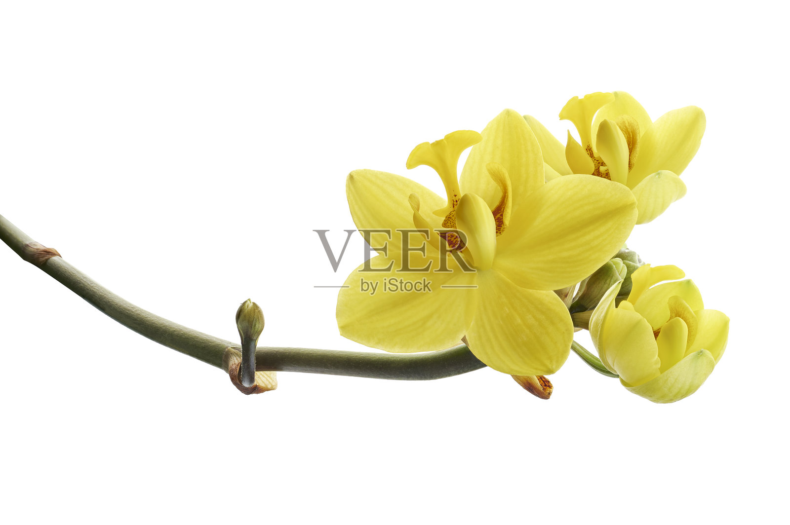 黄色兰花，菲律宾地面兰花，热带花卉，白色背景下孤立，带有抠图路径照片摄影图片