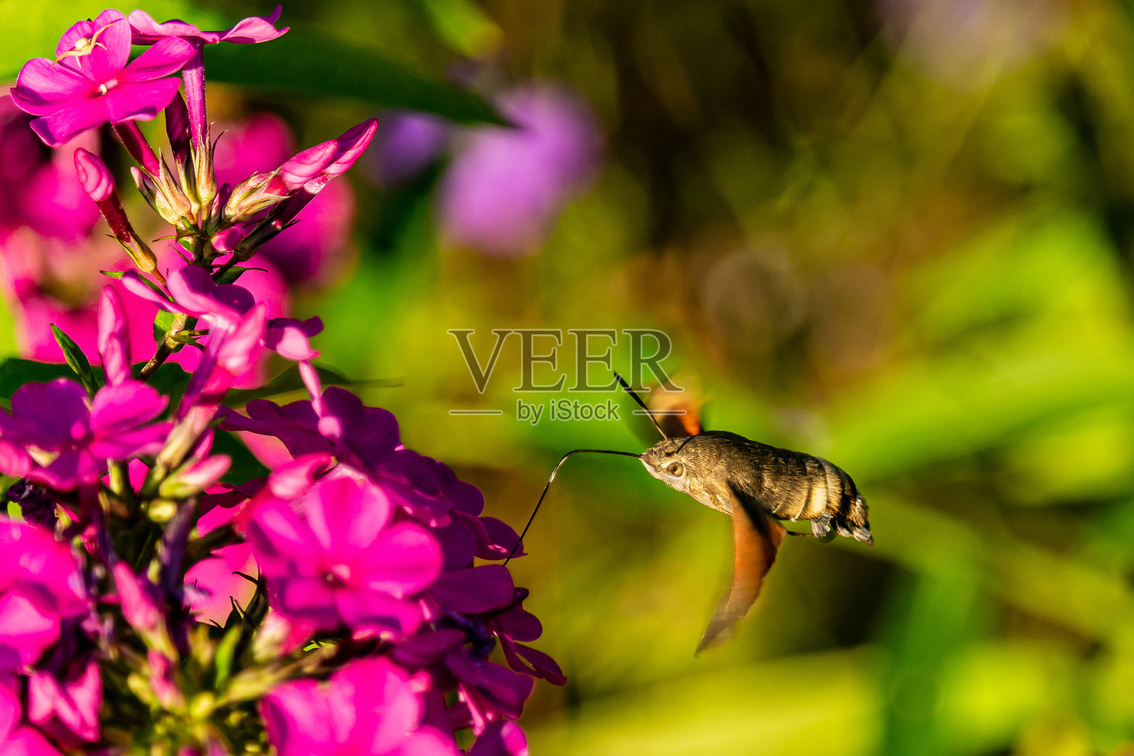 蛾子在采集花粉照片摄影图片