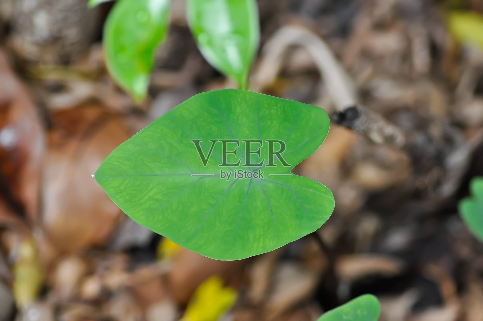 箭叶芋（Xanthosoma sagittifolium L Schott），耳象或巨型芋头，天南星科，黑色芋头或大芋头（Alocasia macrorrhizos）照片摄影图片