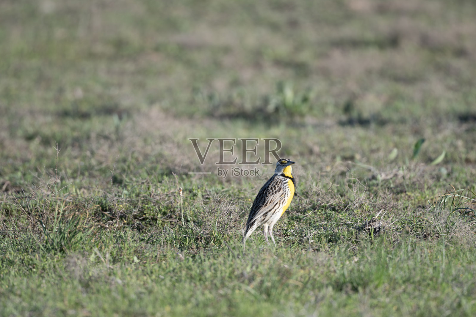 威奇托山脉的鸟类照片摄影图片