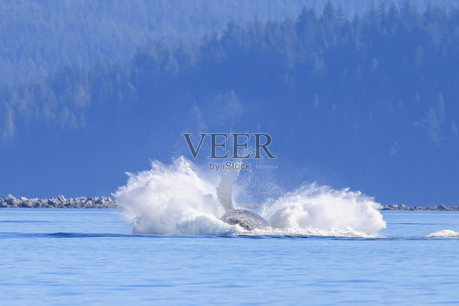 一头座头鲸在温哥华岛海岸线跳出水面。照片摄影图片