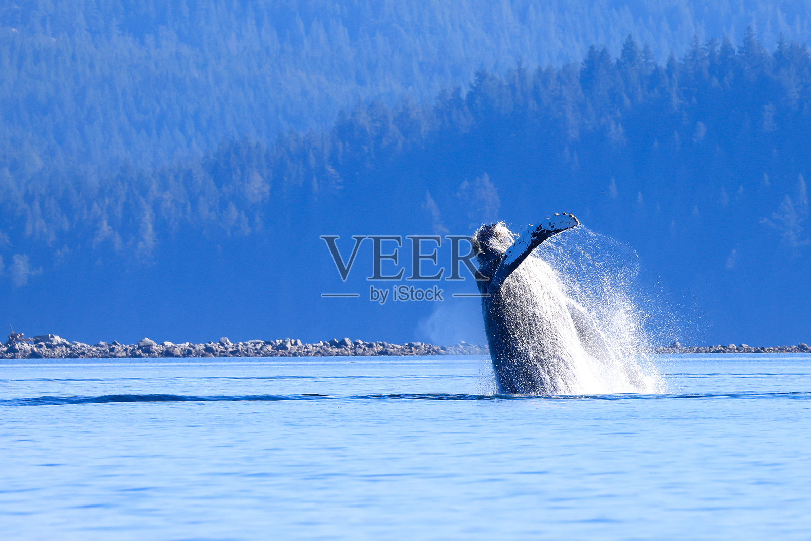 一头座头鲸在温哥华岛海岸线跳出水面。照片摄影图片