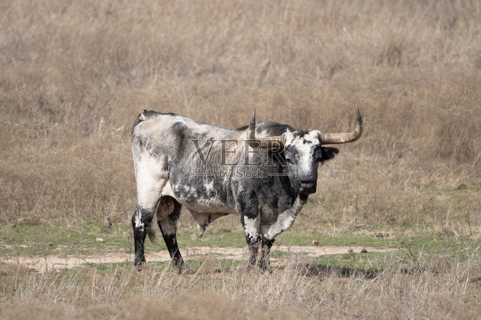 德克萨斯长角牛照片摄影图片