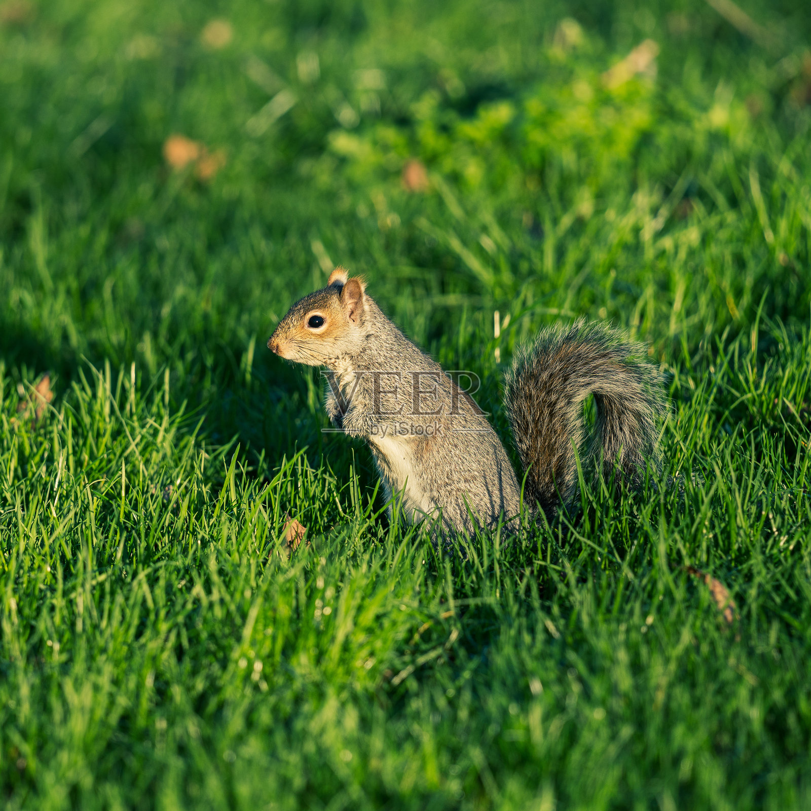松鼠的特写照片照片摄影图片