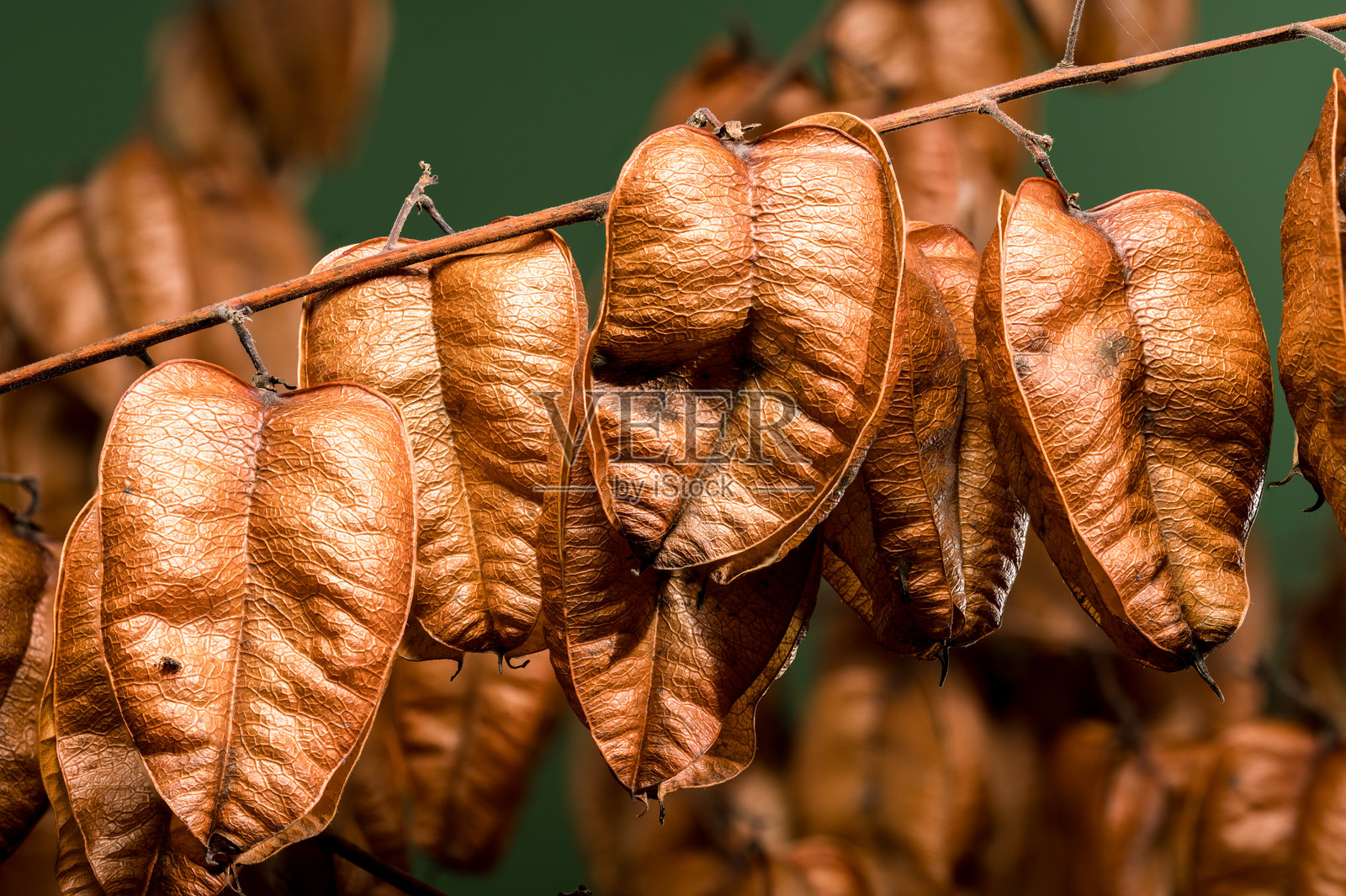 金雨树（Koelreuteria paniculata）在绿色背景上照片摄影图片