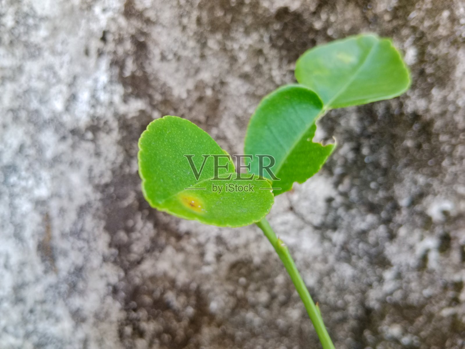 绿色柑橘叶子在抽象背景上照片摄影图片