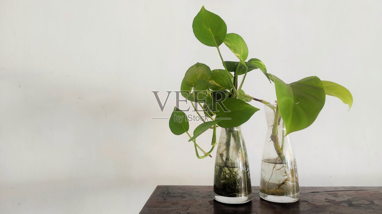 两个小玻璃花瓶里盛着生机勃勃的绿色植物，根部透过水面清晰可见。背景是一面简约的白墙，整个场景散发出宁静与简约的气息。照片摄影图片