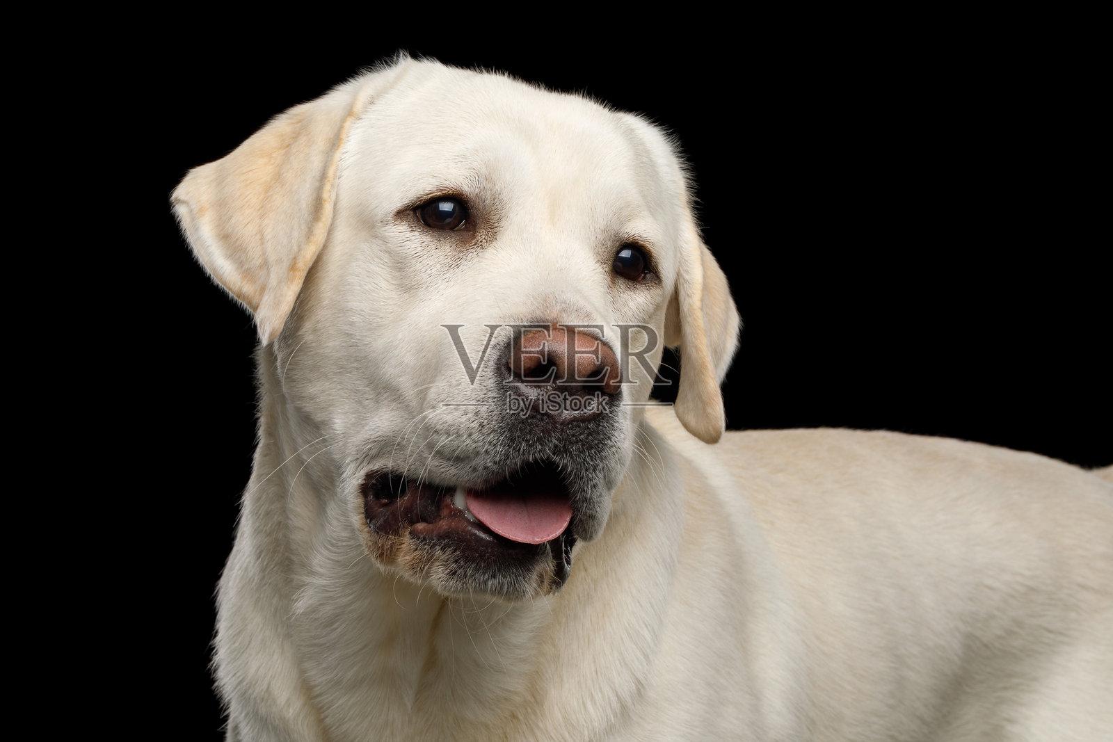 美丽的拉布拉多猎犬在黑色背景前照片摄影图片