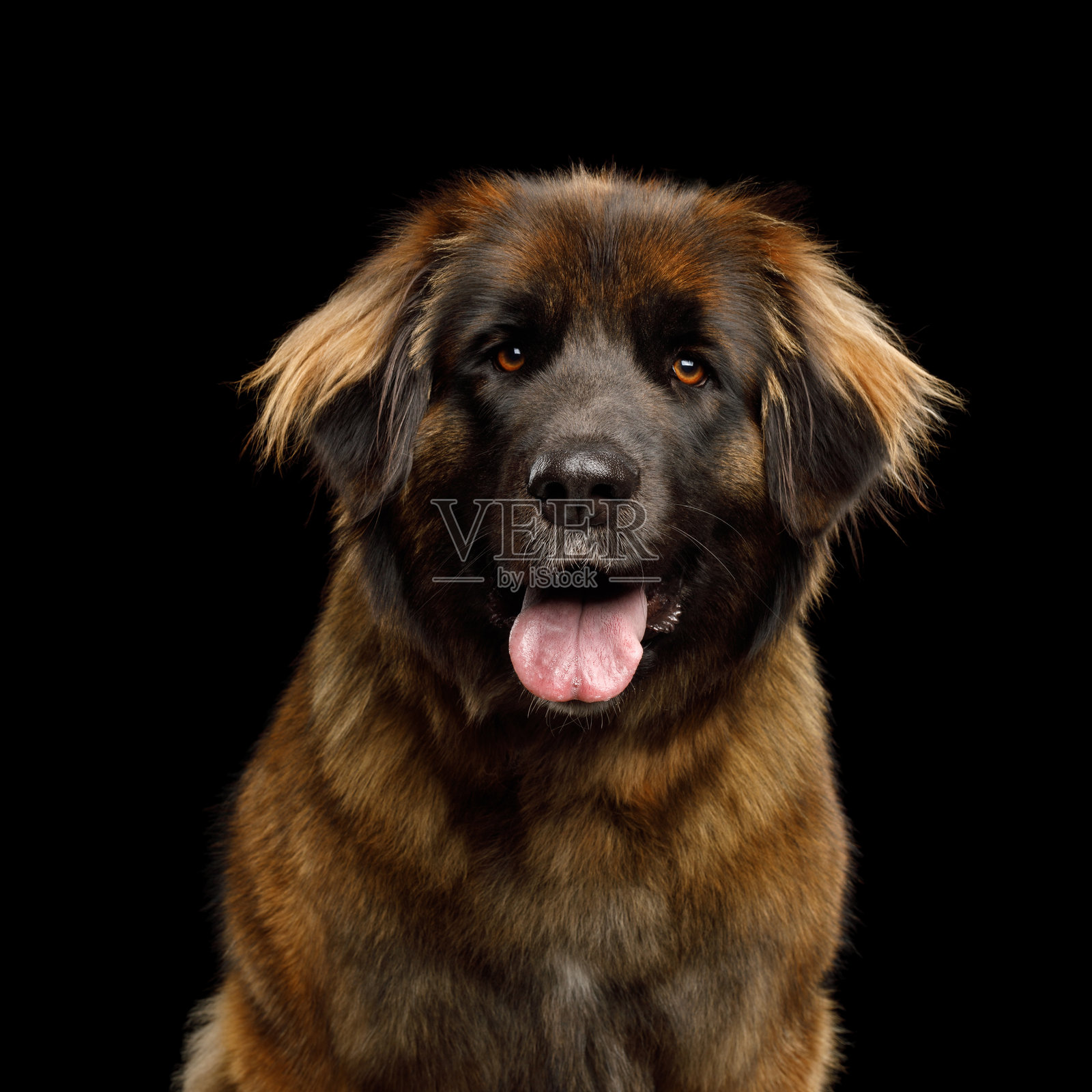 莱昂伯犬的特写，背景为黑色照片摄影图片