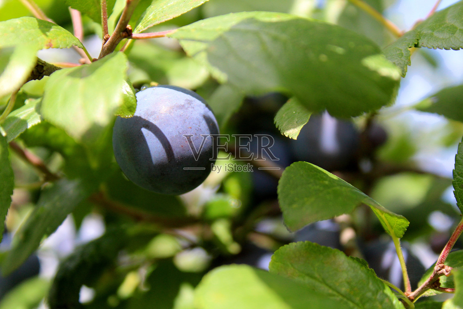 梅子挂在叶子后面的树枝上。照片摄影图片