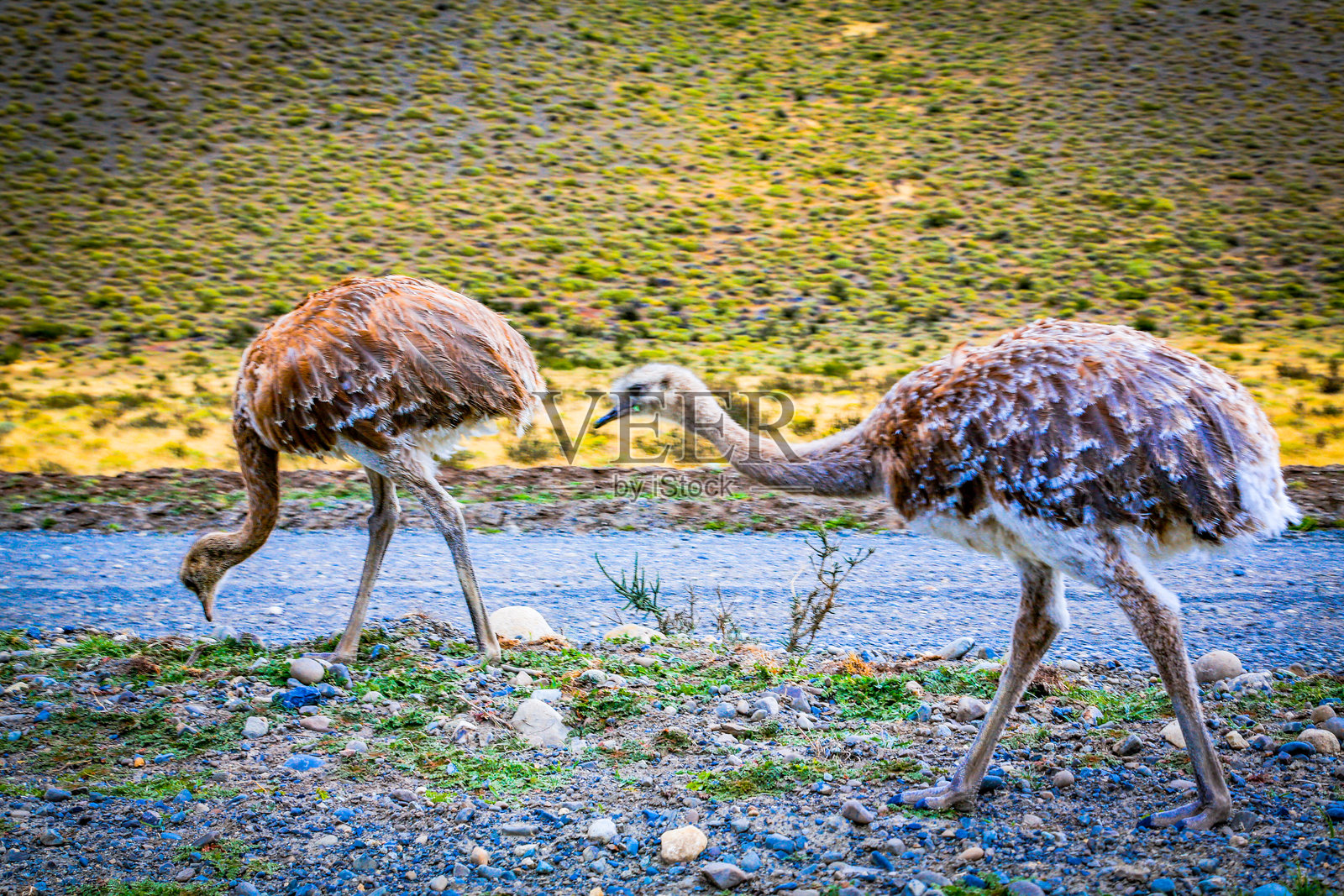 智利的托雷斯德尔潘恩国家公园 - 自然与野生动物照片摄影图片