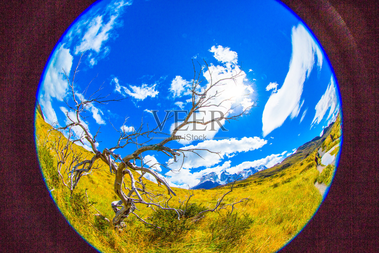 智利的托雷斯德尔潘恩国家公园 - 自然与野生动物照片摄影图片