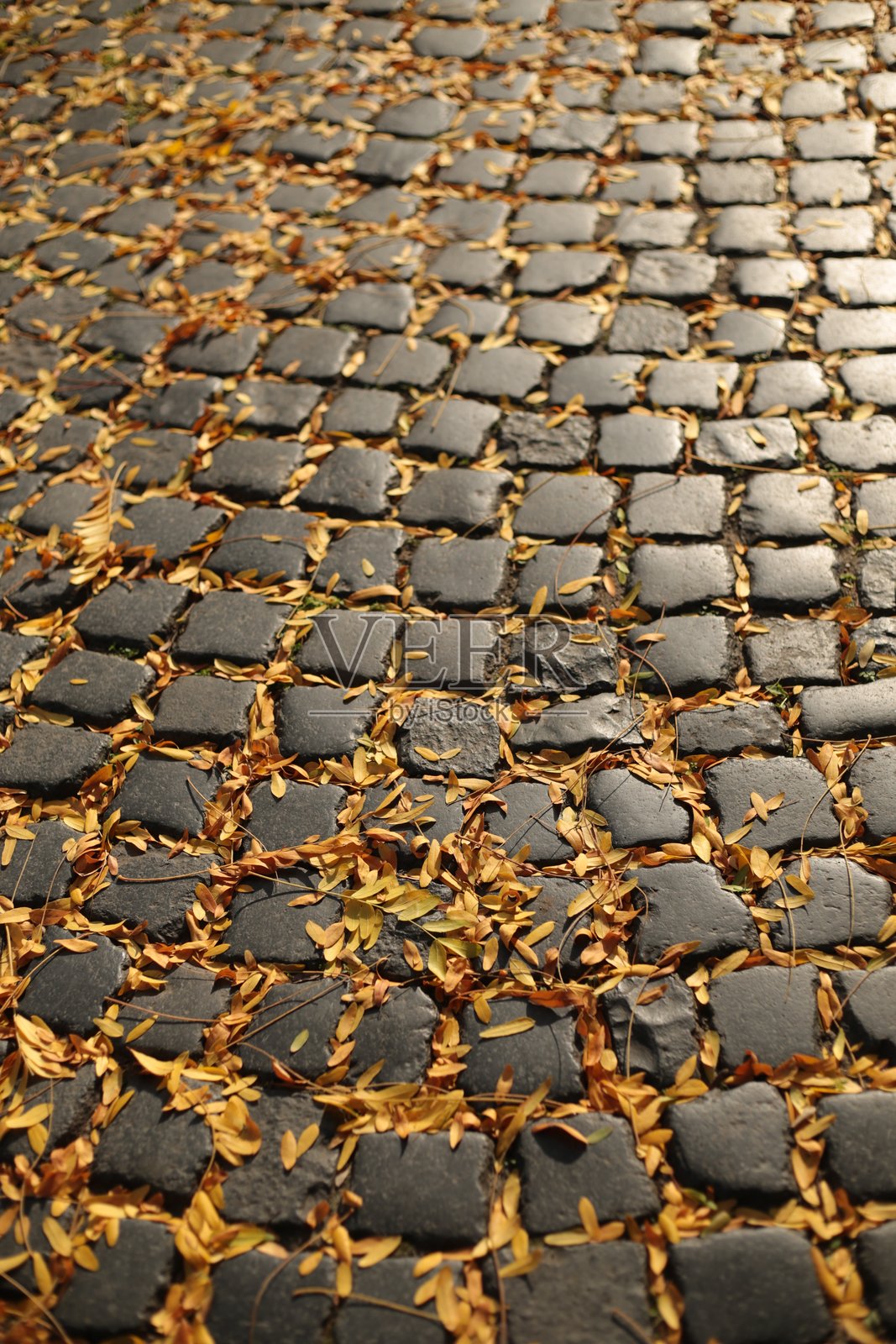 铺满秋叶的鹅卵石小径照片摄影图片