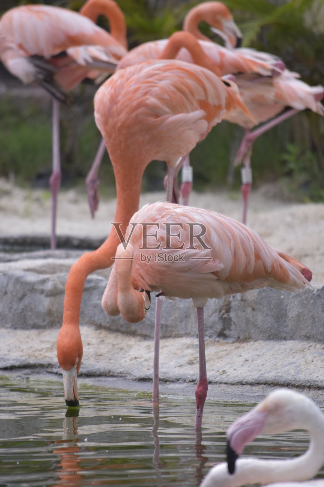 美洲或加勒比火烈鸟（Phoenicopterus ruber）照片摄影图片