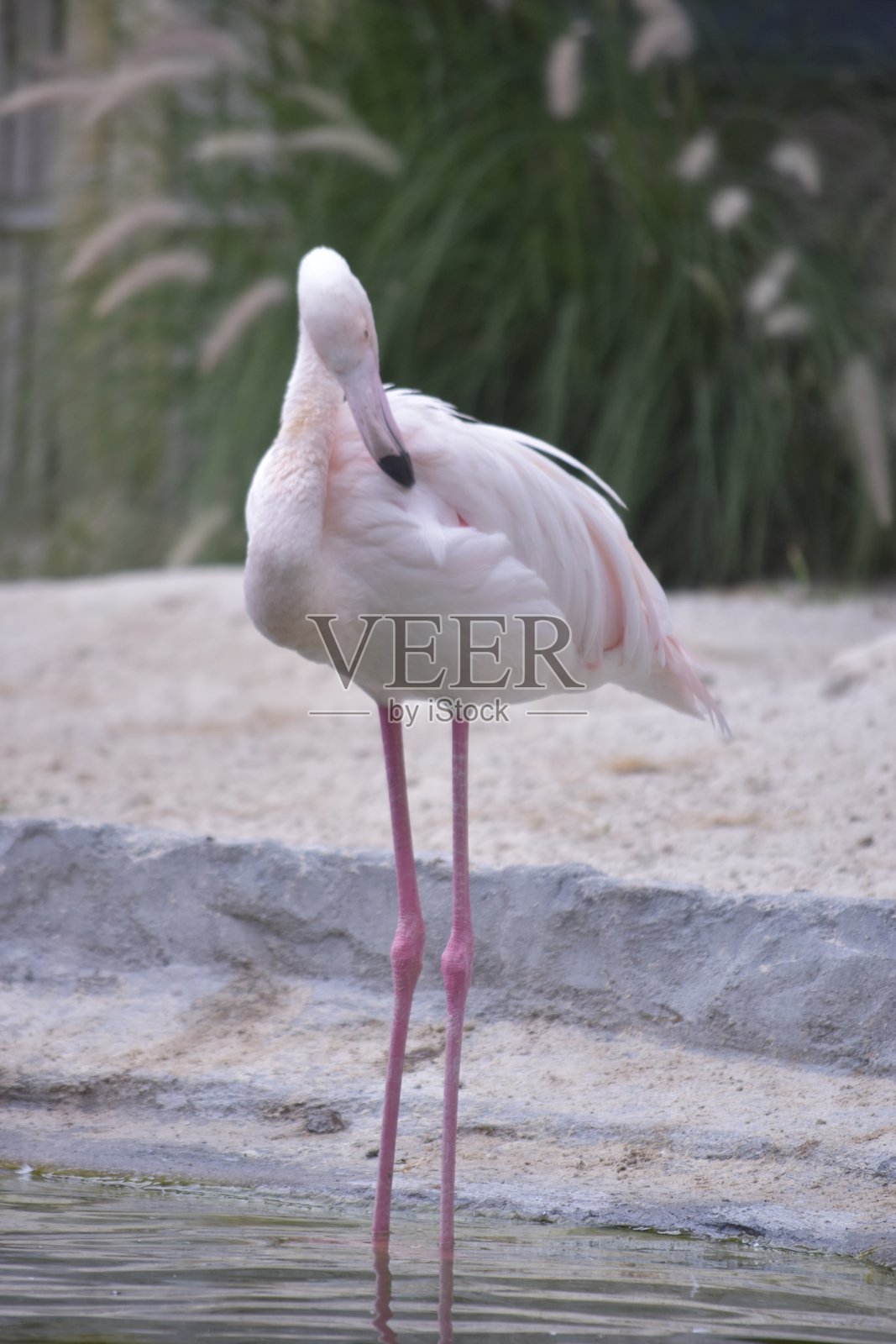 美洲或加勒比火烈鸟（Phoenicopterus ruber）照片摄影图片
