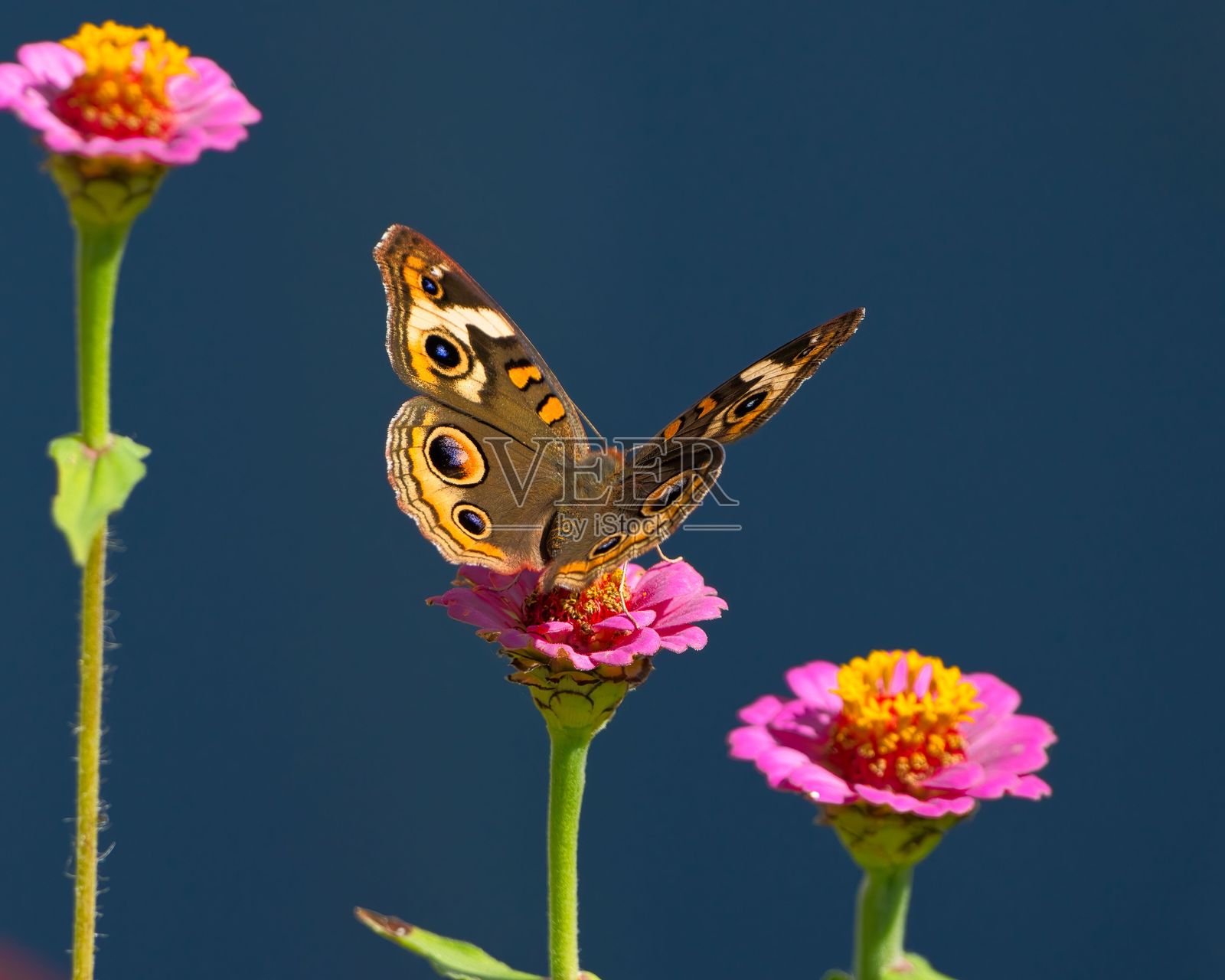 粉色百日菊上的蝴蝶照片摄影图片
