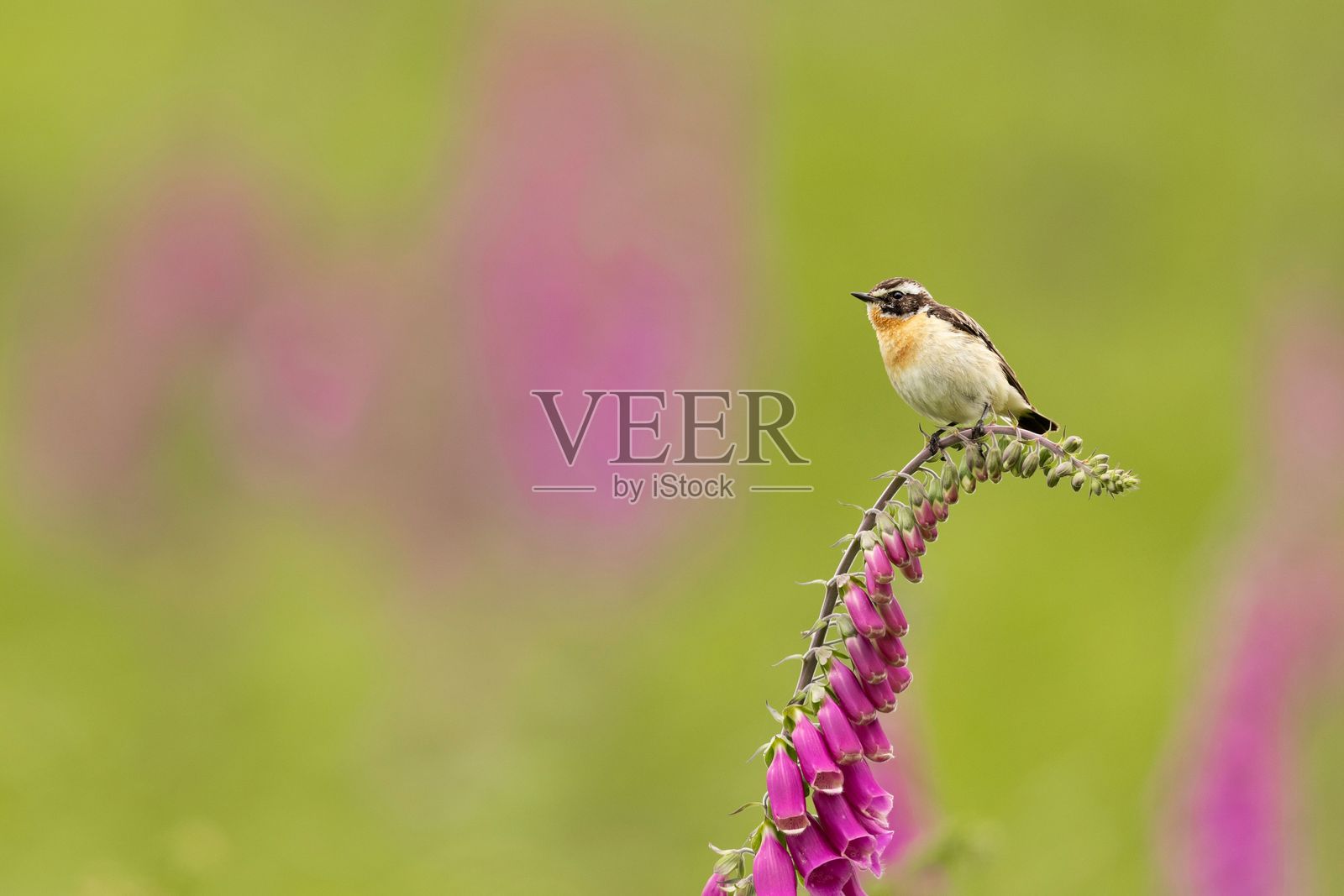 绿色田野中的粉色花朵上的鸟照片摄影图片