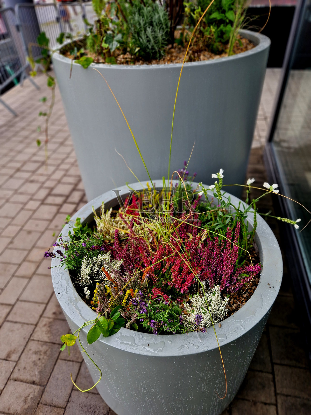 准备将树的根球绑在花盆中。在玻璃办公楼入口处的白色锥形花盆中混合种植多年生植物。照片摄影图片