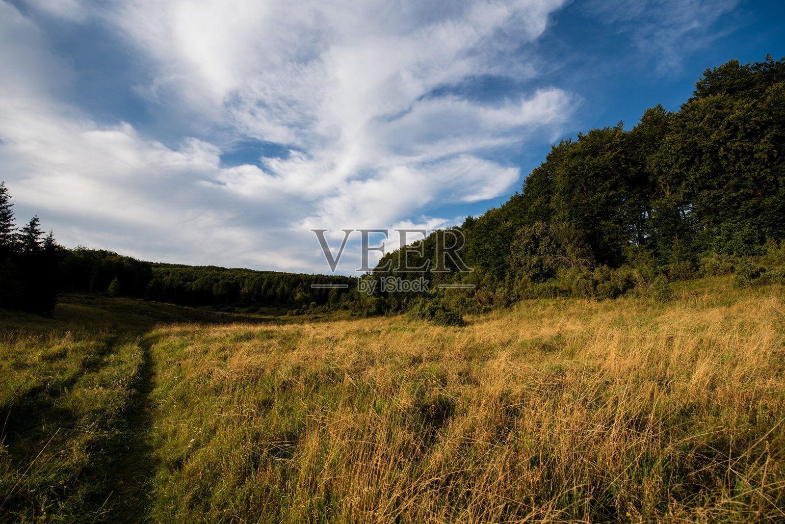 金色草地与森林边缘和蓝天照片摄影图片