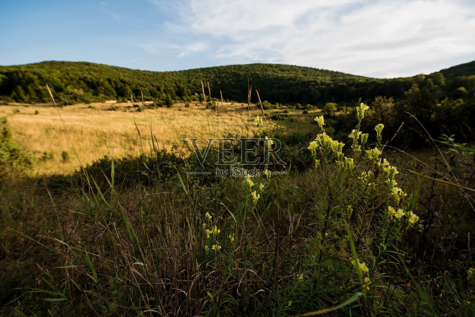 金色草地与森林边缘和蓝天照片摄影图片