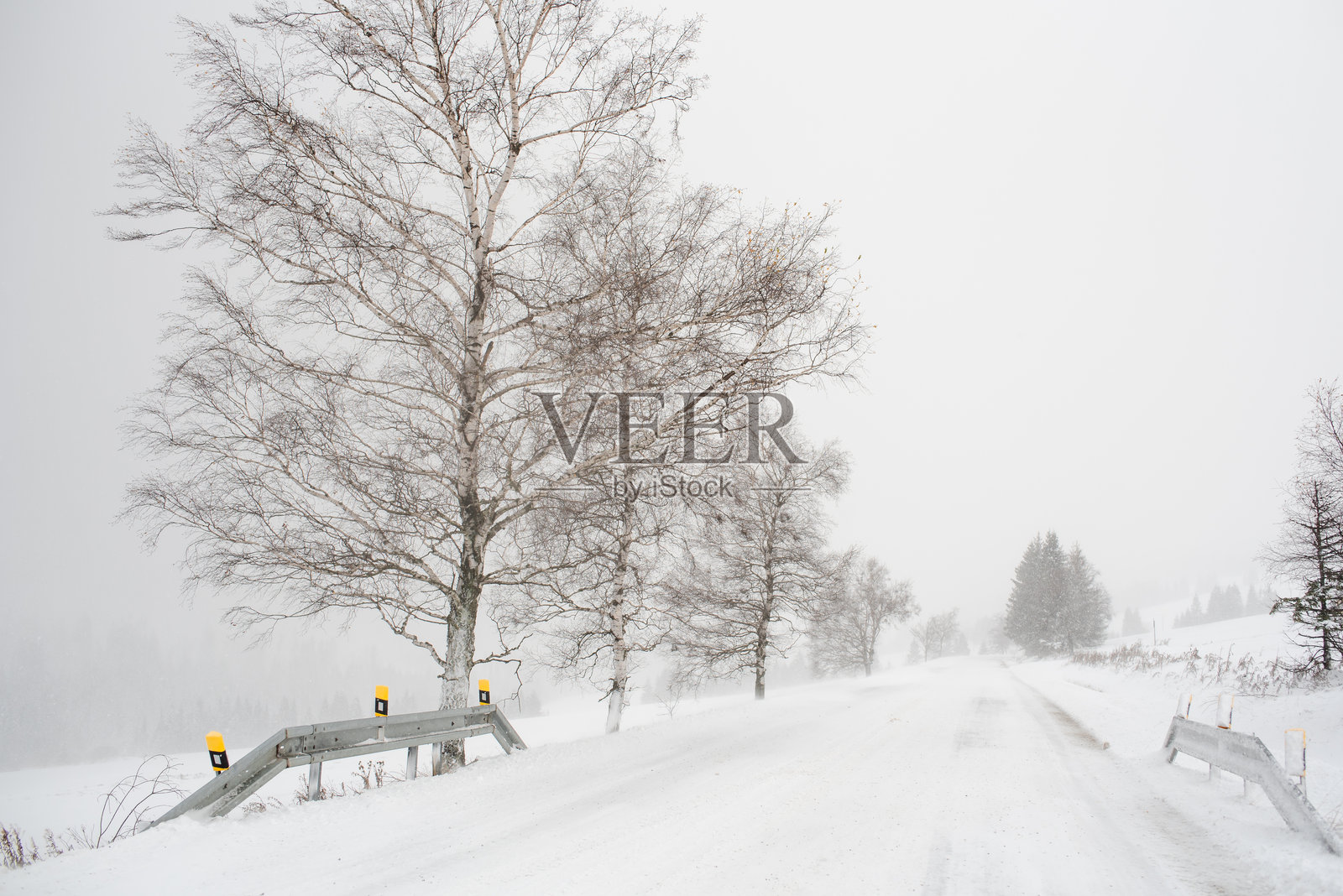 冬季雪-covered乡村道路与松树照片摄影图片