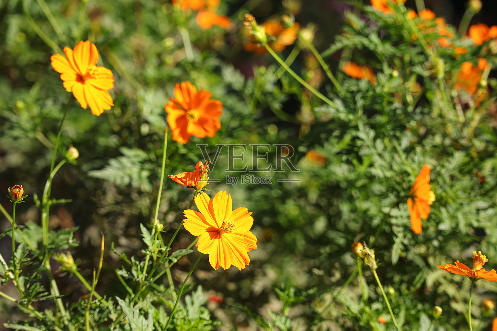 美丽的宇宙花特写，背景为绿色。自然与花卉的概念。照片摄影图片