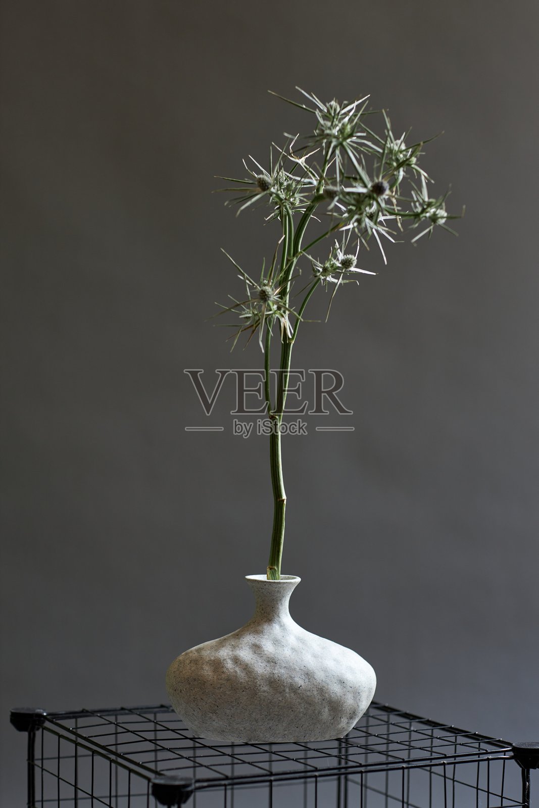 以海洋蓟植物为主题的构图照片摄影图片