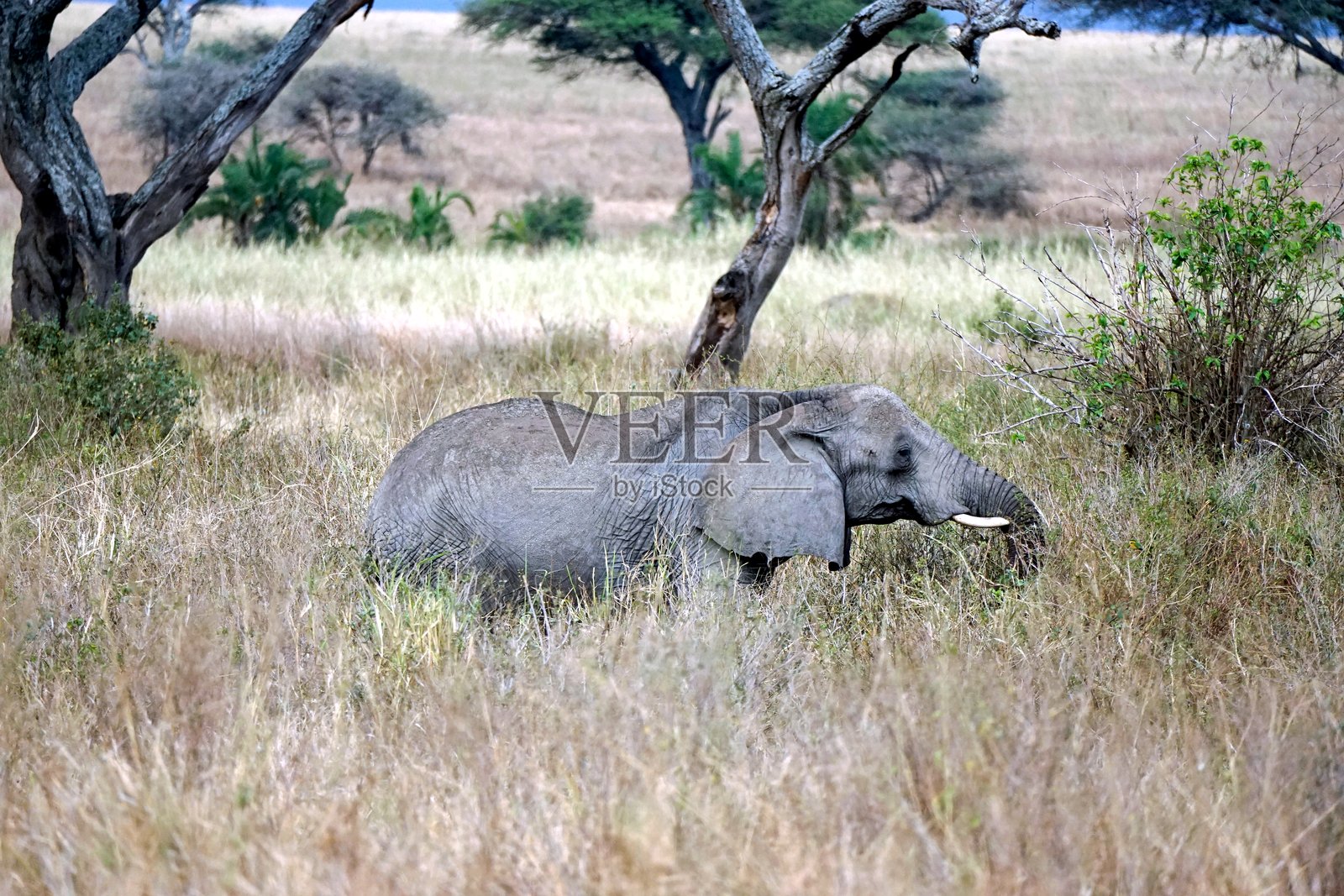 坦桑尼亚野生动物园照片摄影图片