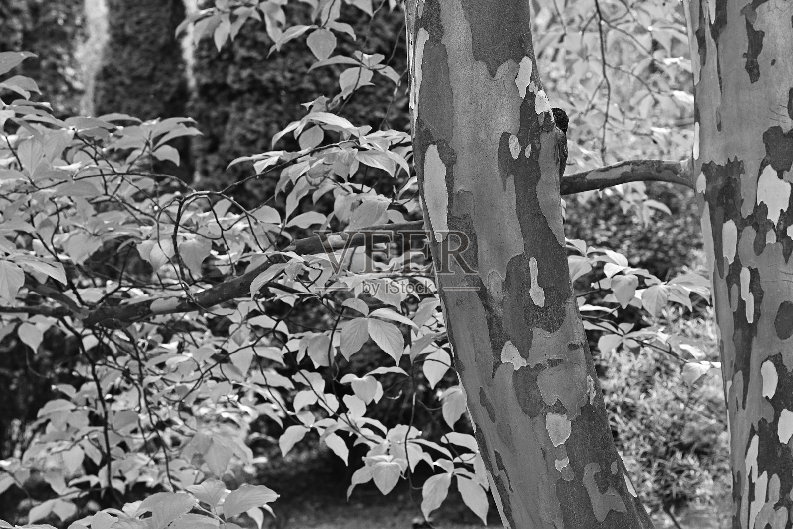 秋天的日本栎树，黑白色调照片摄影图片