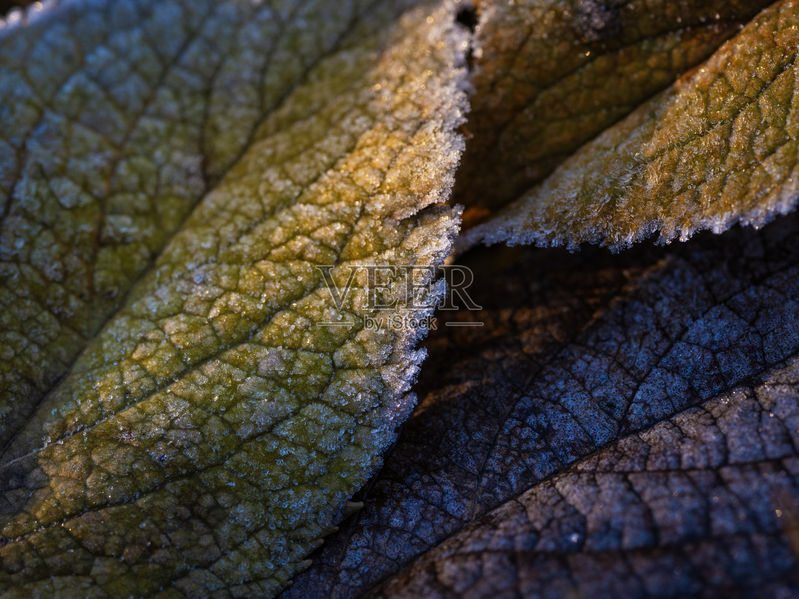 霜冻的叶子照片摄影图片