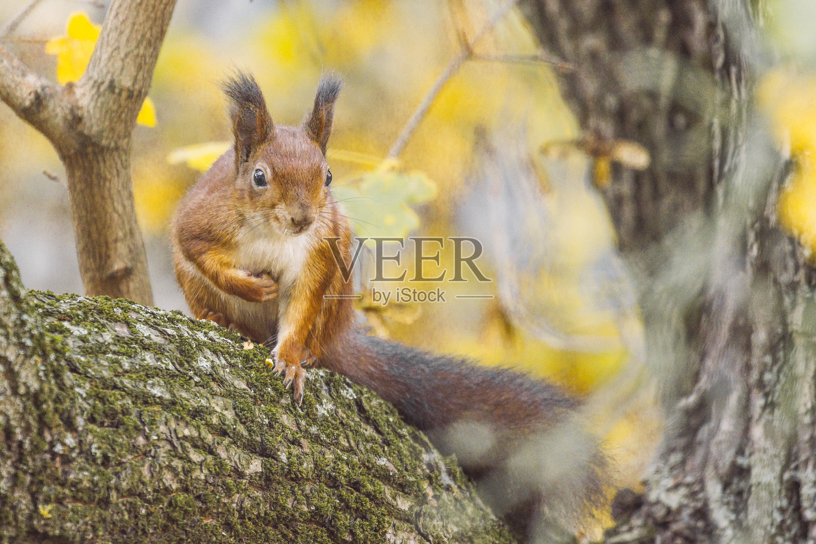 花园里的松鼠照片摄影图片