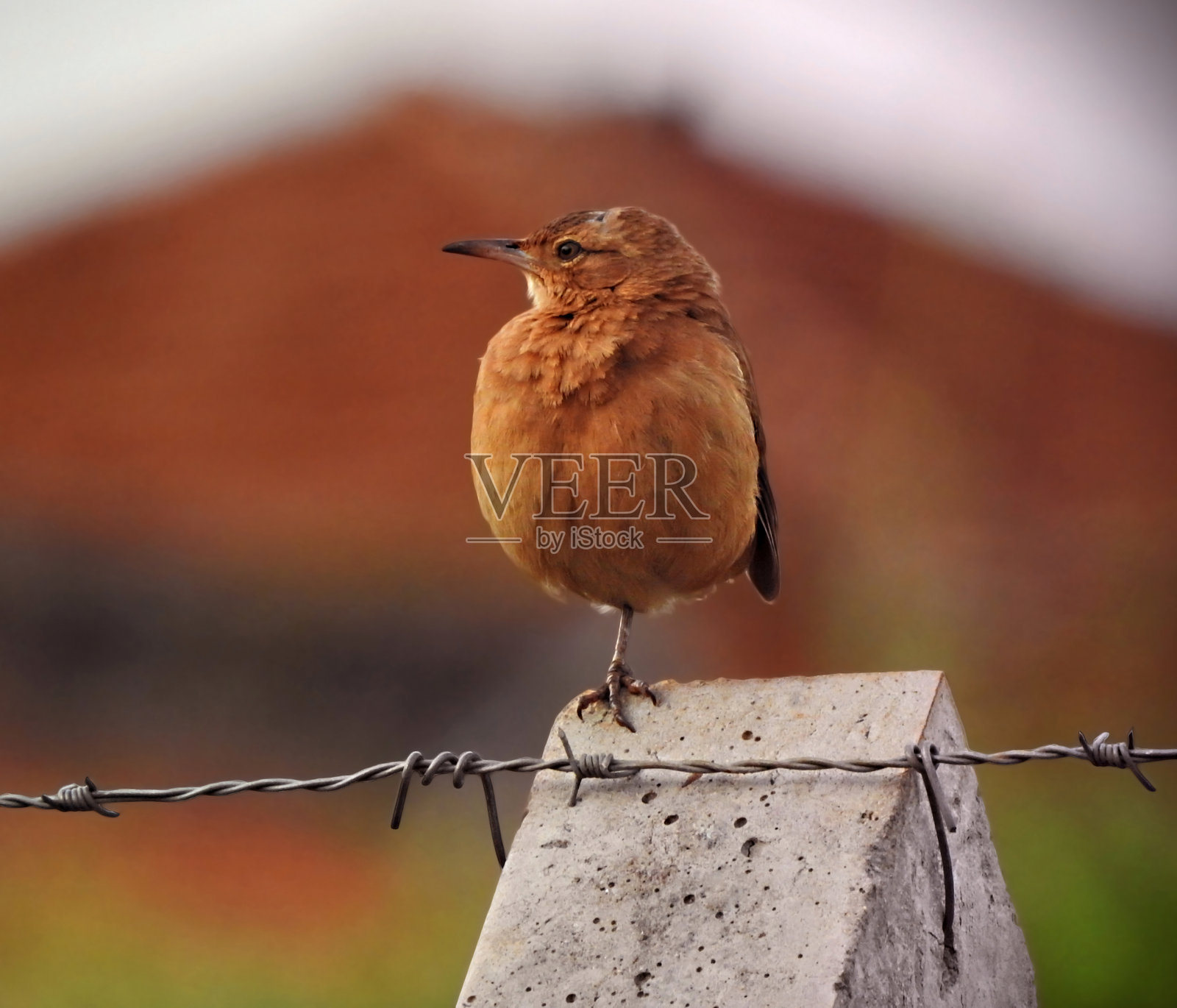 红泥土鸟 (furnarius rufus)照片摄影图片