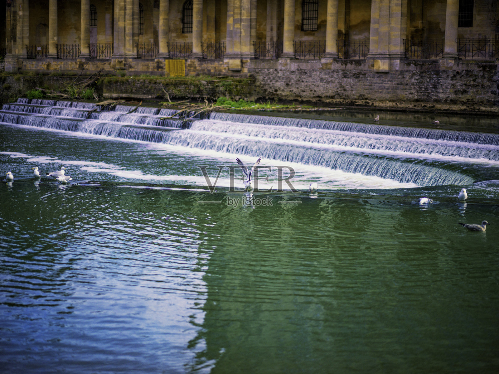 大坝 - 鸟类嬉戏和洗澡的天堂。照片摄影图片