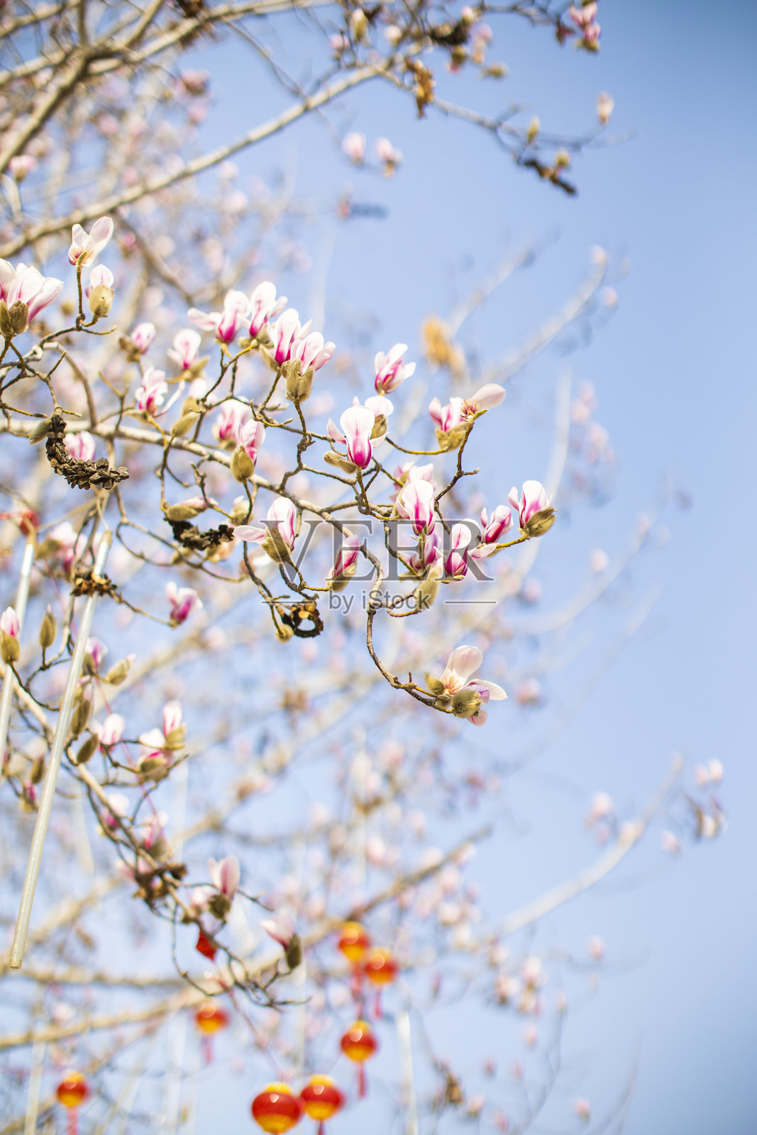 木兰花照片摄影图片