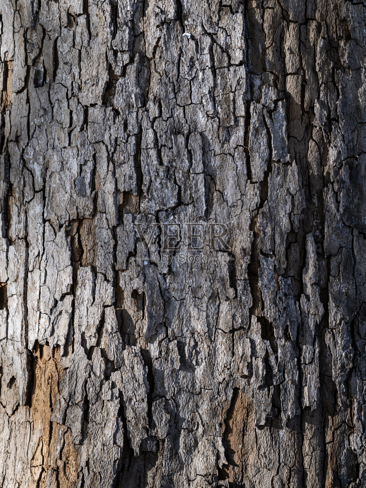 树干纹理背景照片摄影图片