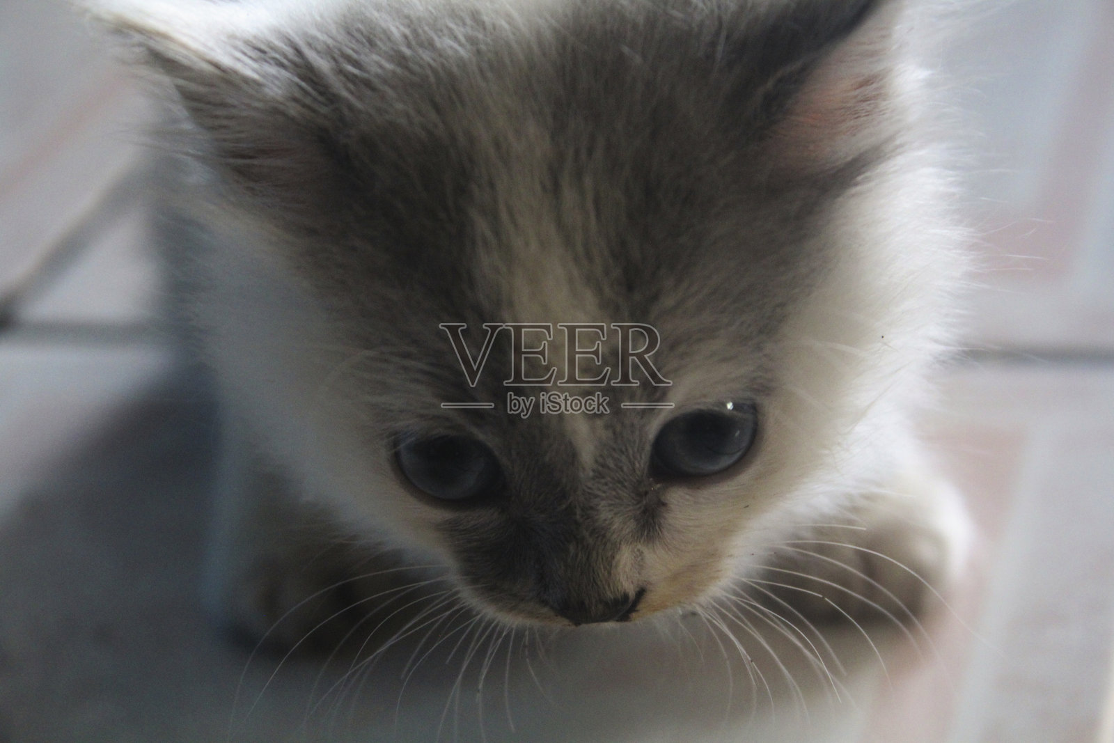 可爱的猫咪脸庞照片摄影图片