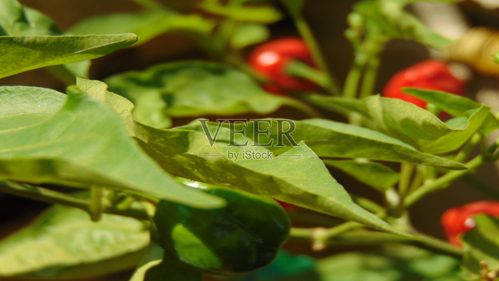丰收的色彩：辣椒植物的美丽照片摄影图片