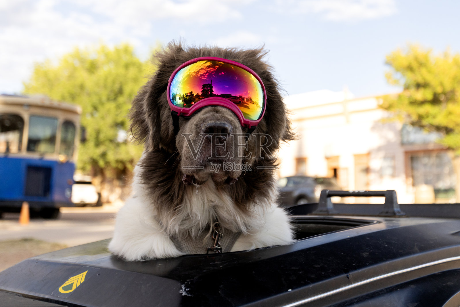 时尚的狗狗戴着护目镜。照片摄影图片