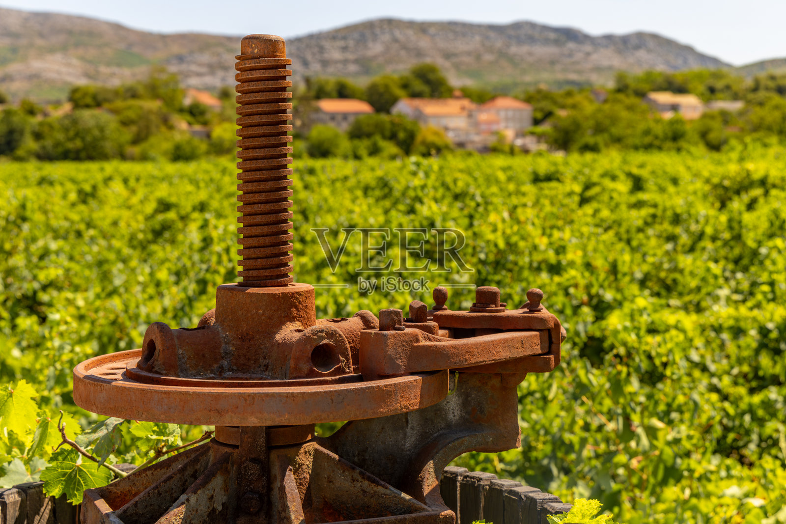 克罗地亚的古老葡萄园，木桶装着葡萄酒照片摄影图片