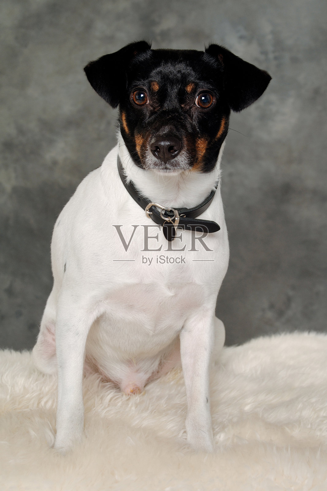 伤心的丹麦瑞典农场犬照片摄影图片