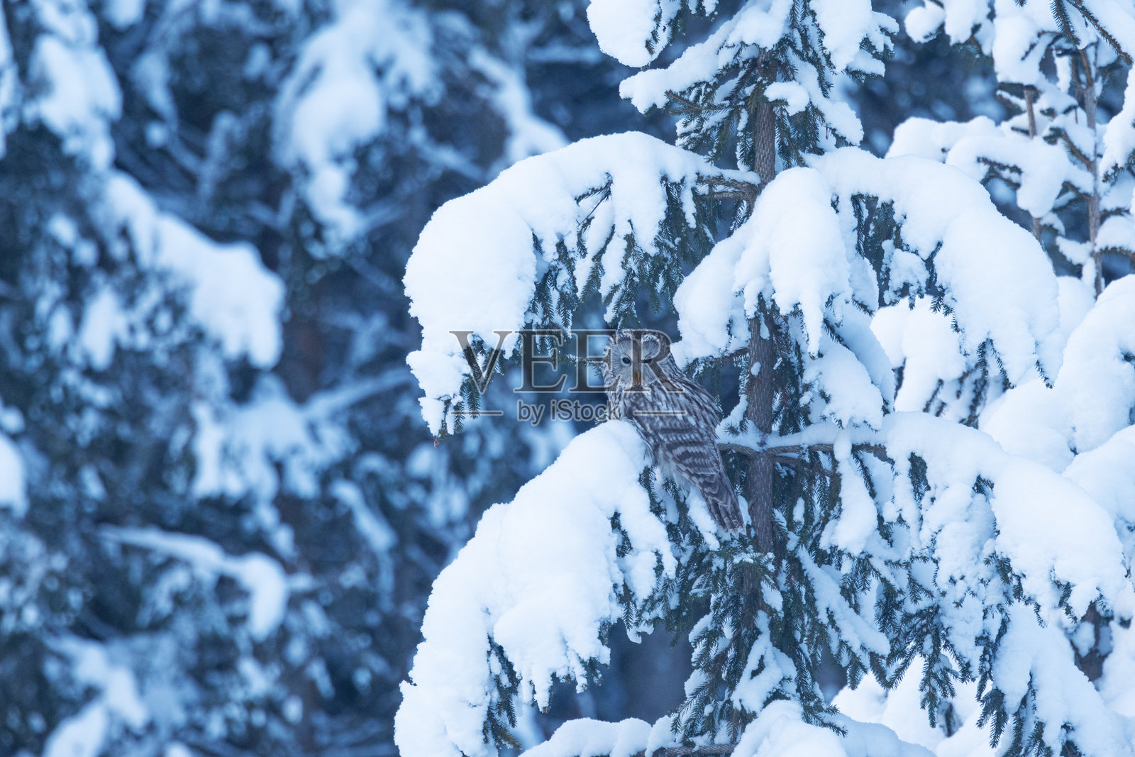 乌拉尔猫头鹰栖息在爱沙尼亚冬季雪景中照片摄影图片