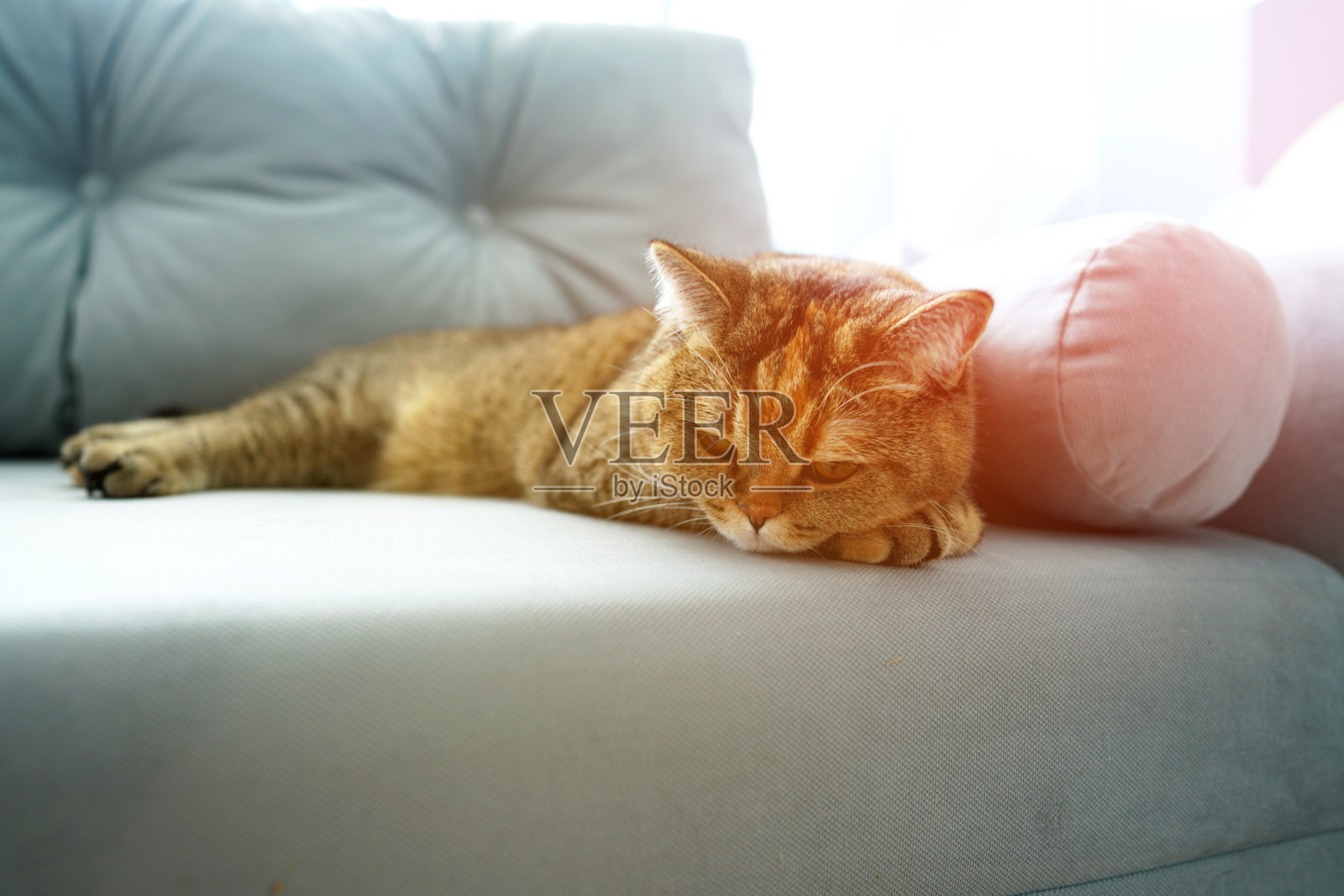 猫躺在公寓的沙发上。猫的眼睛、鼻子和胡须特写。照片摄影图片