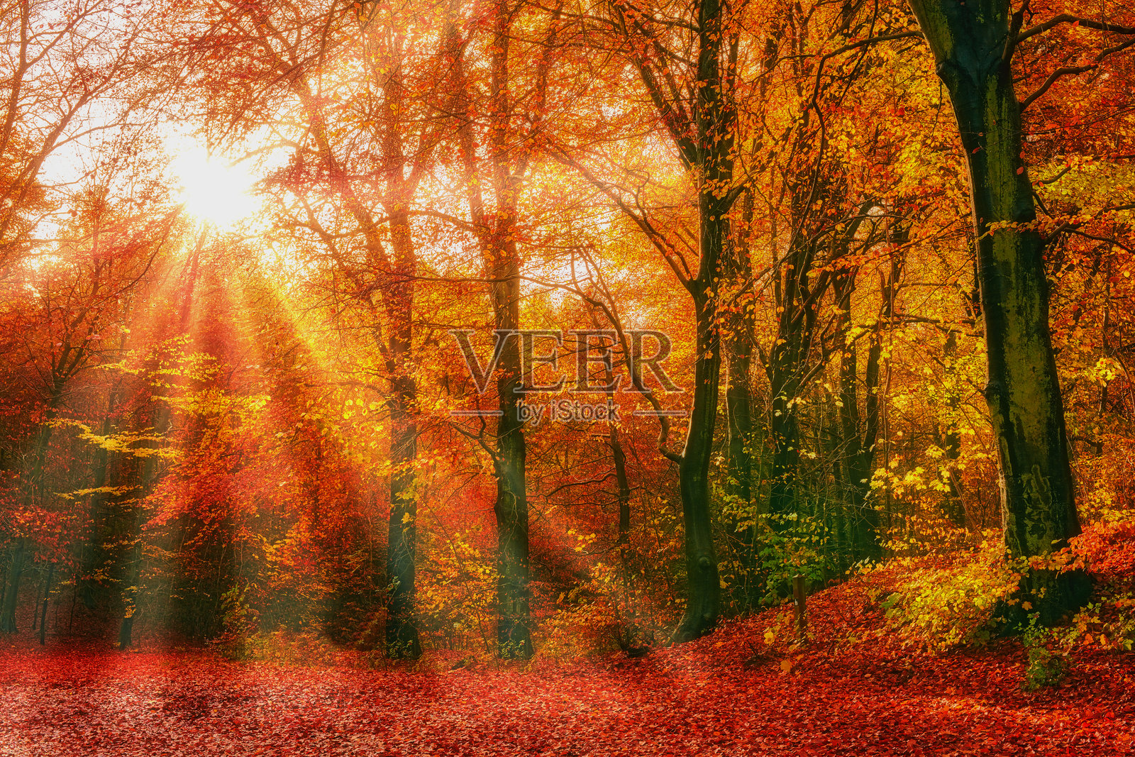 五彩斑斓的秋天照片摄影图片